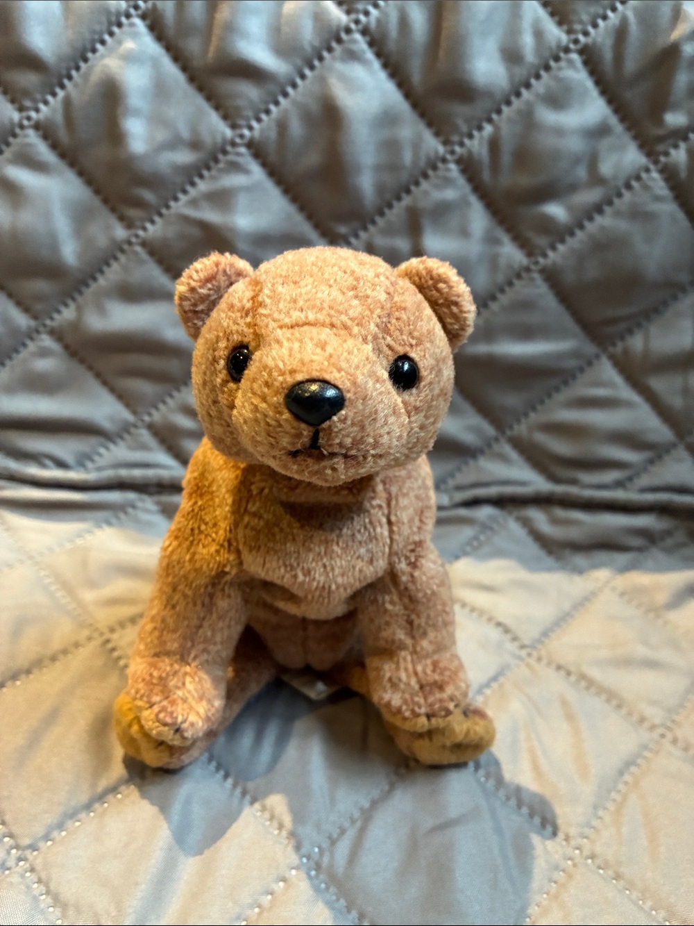 Pecan the Bear Beanie Baby